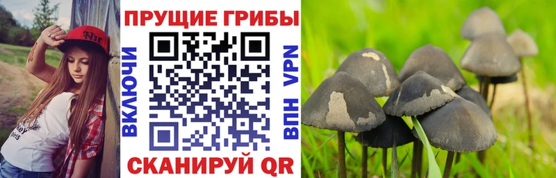 наркотики  Нижний Ломов  Псилоцибиновые грибы MAGIC MUSHROOMS 
